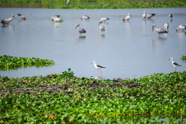 一群漂亮的印度鹤在湖中游泳 — 图库照片
