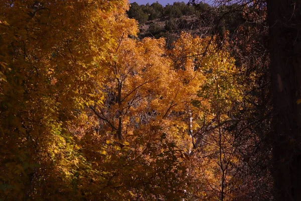 Detailní Záběr Podzimních Sluncem Zalitých Stromů Parku — Stock fotografie