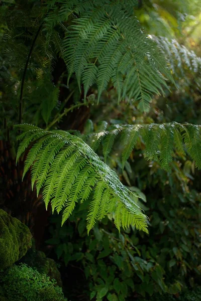 양치식물의 수직으로 보이는 잎들은 아래푸른 잎들을 만든다 — 스톡 사진