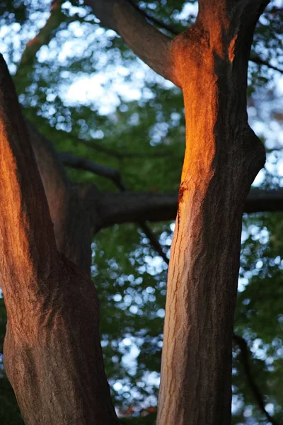 Büyüyen Bir Ağaç Kabuğu Yüzeyi — Stok fotoğraf