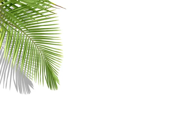Beyaz Arka Planda Gölgesi Kopyasıyla Izole Edilmiş Bir Palmiye Yaprağı — Stok fotoğraf