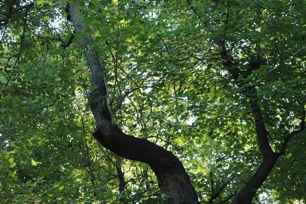 Низький Кут Знімання Зелених Дерев Лісі — стокове фото