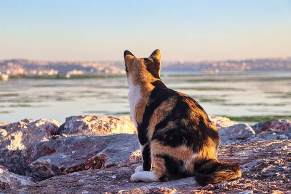 A back shot of a cat looking at the sea