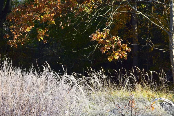 森の中の霜で覆われた切れない草の美しいショット — ストック写真