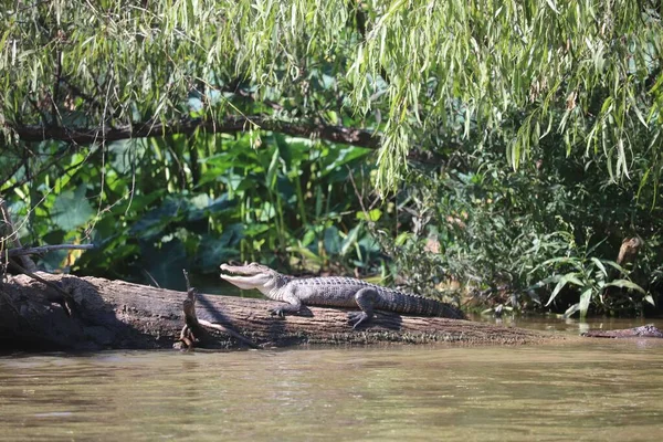 Egy Krokodil Közelsége Egy Fakéregen Vízben — Stock Fotó