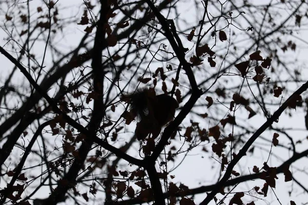 Uma Silhueta Preta Ângulo Baixo Esquilo Escondido Galhos Árvore Com — Fotografia de Stock