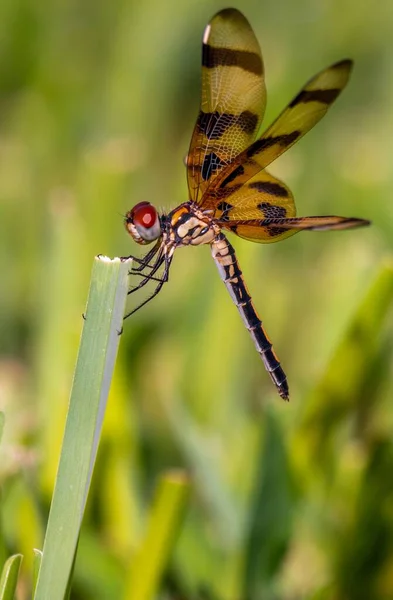 Dragonfly Halloween Din Florida Tulpină Unei Plante Fundal Neclar — Fotografie, imagine de stoc