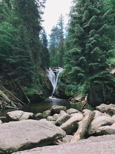 Eine Vertikale Aufnahme Eines Flusses Der Durch Waldbäume Fließt — Stockfoto