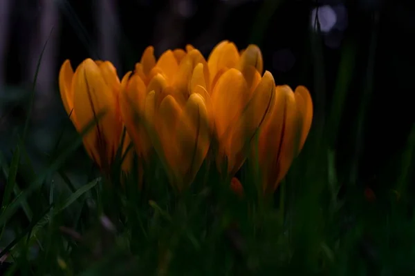Closeup Beautiful Crocus Flowers Garden Blurry Background — Stock Photo, Image