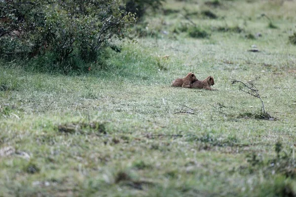 Twee Leeuwenwelpen Masai Mara Reservaat Kenia Afrika — Stockfoto