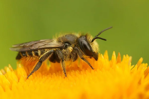 Nahaufnahme Einer Weiblichen Patchwork Biene — Stockfoto
