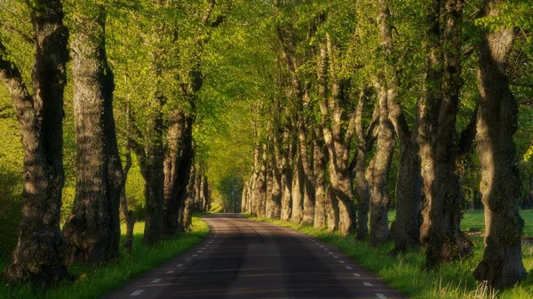 Une Route Traversant Une Forêt Par Une Journée Ensoleillée — Photo
