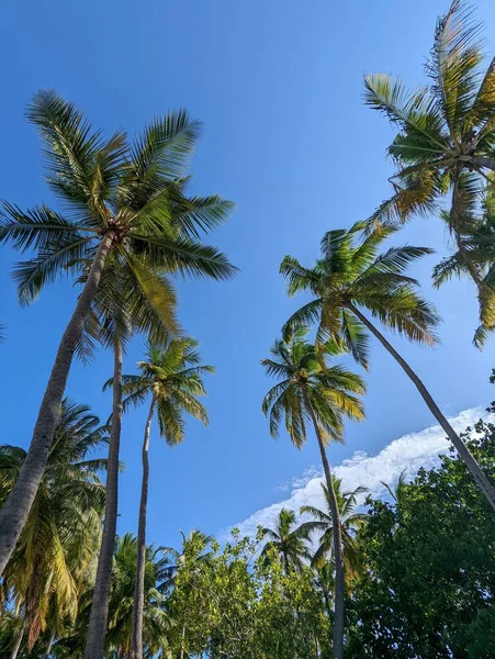Μια Κάθετη Λήψη Από Ψηλούς Φοίνικες Στην Παραλία Των Μαλδίβων — Φωτογραφία Αρχείου