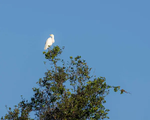 Vit Ibis Fågel Ett Träd Blå Himmel — Stockfoto