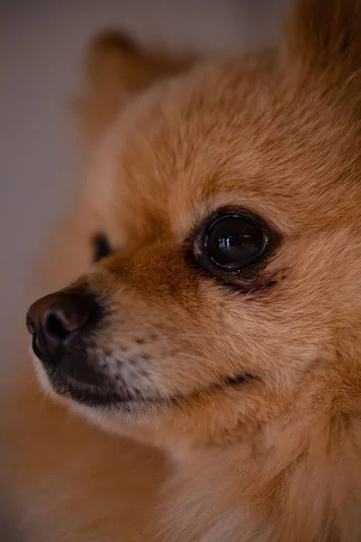 Vertical Shot Face Pomeranian Spitz — Stock Photo, Image