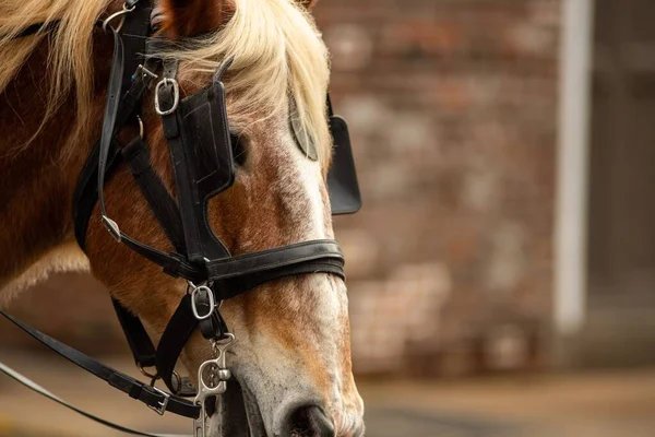 Närbild Bedårande Hästbete Utomhus — Stockfoto