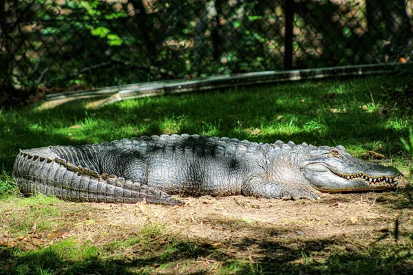 Egy Közeli Kép Egy Nagy Krokodilról Fűben Egy Napsütéses Napon — Stock Fotó