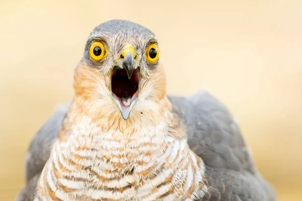 Gros Plan Drôle Moineau Squawking Hawk Bird — Photo