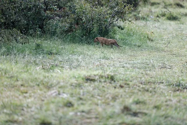 Cachorro León Del Orgullo Topi Relajándose Masai Mara Kenia — Foto de Stock