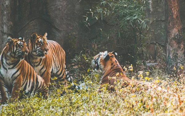 一只母老虎对两只公老虎咆哮着要进入它的领地 — 图库照片