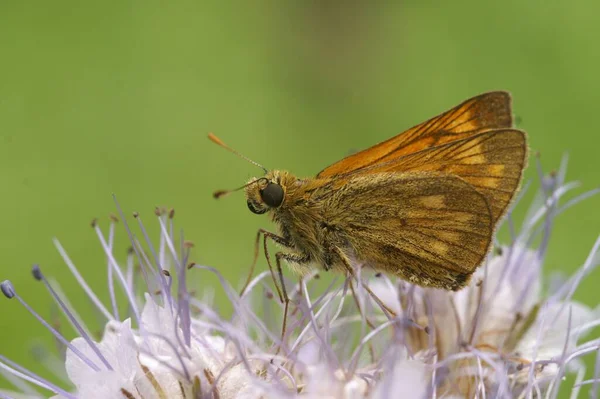 Zbliżenie Ujęcie Oclodes Sylvanus Duży Skipper Motyl Purpurowych Kwiatach — Zdjęcie stockowe