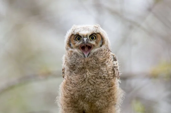 Portrait Screaming Tawny Owl Blurry Background Branches — Stock Photo, Image