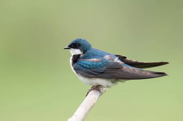 Arbre Bleu Avale Oiseau Perché Sur Une Branche — Photo