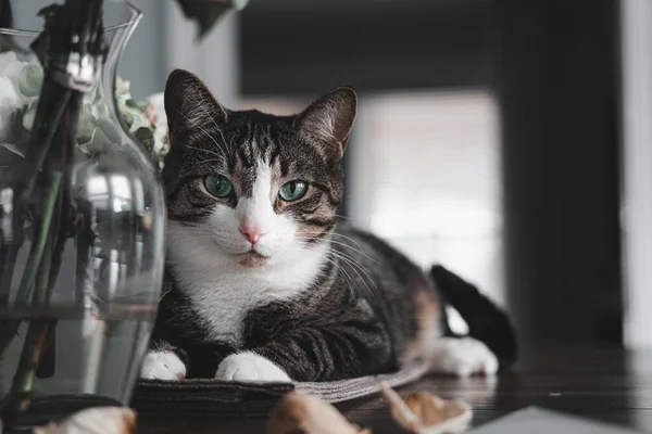 Masada Uzanmış Kameraya Bakan Bir Kedinin Yakın Plan Görüntüsü — Stok fotoğraf