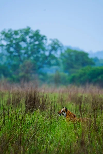 Pionowe Ujęcie Pasiastego Tygrysa Chodzącego Trawiastym Zielonym Polu — Zdjęcie stockowe