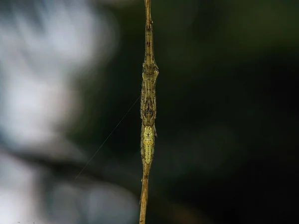 Selektivní Záběr Malého Pavouka Skrývajícího Tenké Rostlině — Stock fotografie