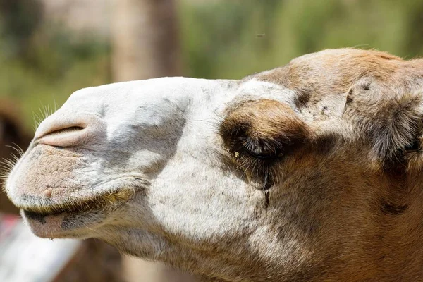 Портрет Пухнастого Верблюда Оазисному Парку Сонячний День — стокове фото