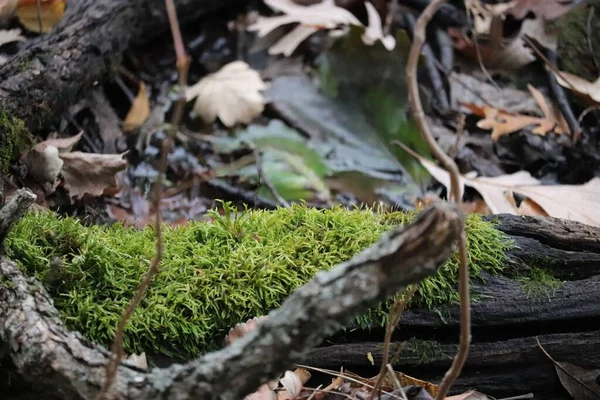 Selective Closeup Focus Tree Logs Covered Moss Autumn Forest Environ — Photo