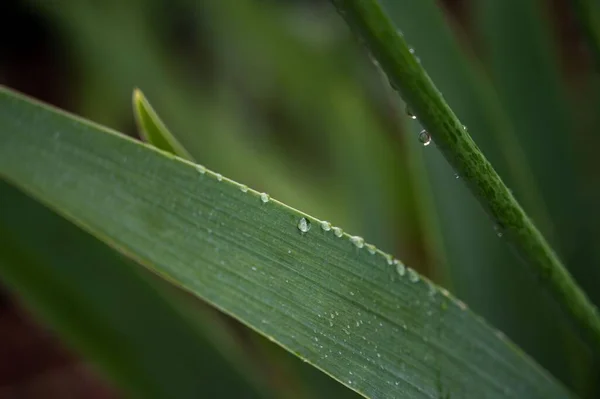 Closeup Shot Green Leaves Dew Drops Garden — Stock Photo, Image