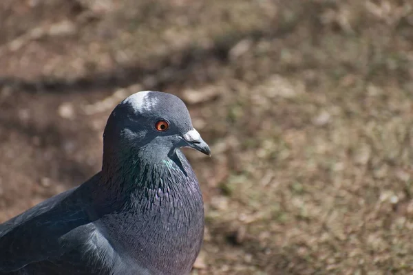 Bulanık Arka Planda Güvercin Kafasının Yakın Çekimi — Stok fotoğraf