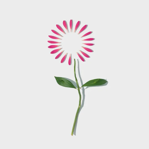 Beyaz Arka Planda Pembe Çiçek Yaprakları Yeşil Yapraklar Sevgililer Günü — Stok fotoğraf