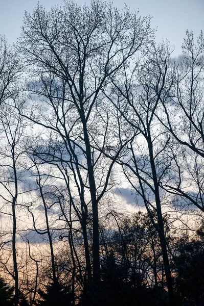 Gün Batımında Ormanda Çıplak Ağaçların Dikey Bir Görüntüsü — Stok fotoğraf
