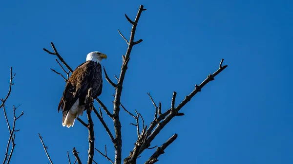 一只秃头鹰 Haliaeeetus Leucohead 栖息在蓝天的树枝上 — 图库照片