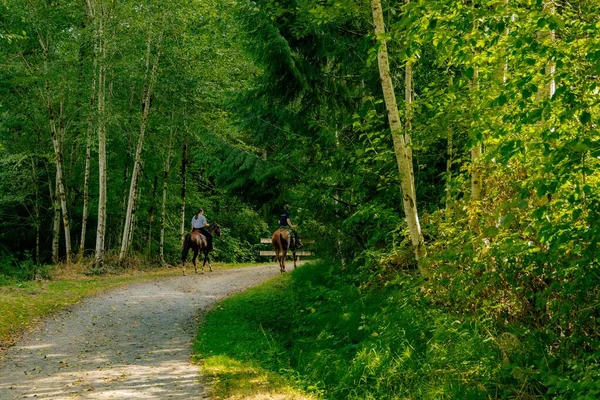 一个美丽的镜头 两个女人骑着马在宁静的森林里 — 图库照片