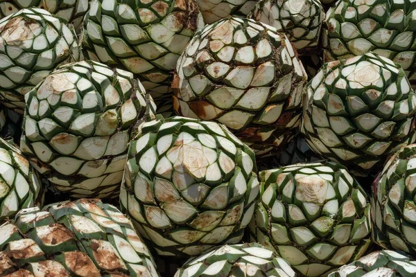 Closeup Shot Piled Agave Fruits Tequila Production Farm — Stock Photo, Image