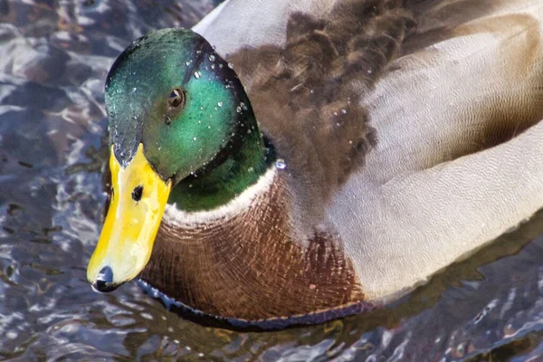 Ente Großaufnahme Mit Wassertropfen Auf Dem Kopf — Stockfoto