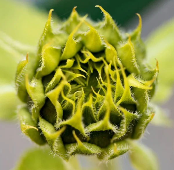Eine Nahaufnahme Eines Sonnenblumen Kokons Der Sonnenlicht Blüht — Stockfoto