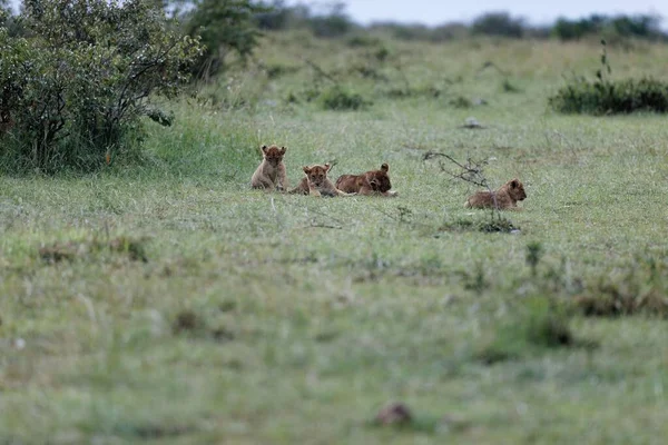 Löwenjungen Des Topi Pride Spielen Masai Mara Kenia Entzückende Kleine — Stockfoto