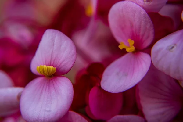 Detailní Záběr Rostlin Begonia Semperflorens Rozmazaným Pozadím — Stock fotografie
