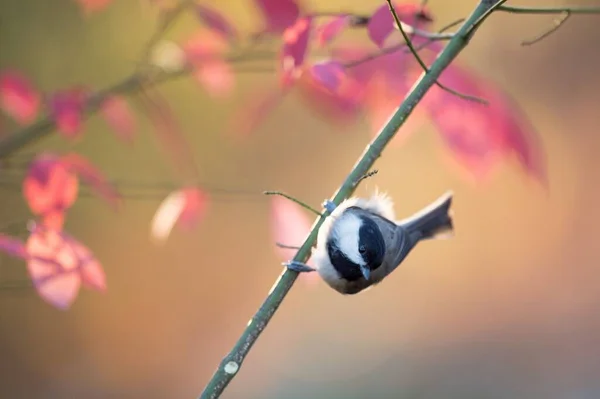 Bulanık Pembe Arka Plandaki Ağaç Dalına Tünemiş Carolina Piliç Kuşunun — Stok fotoğraf