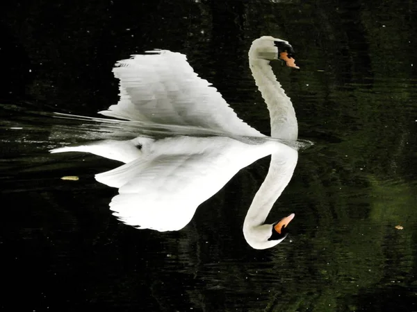Белый Изящный Лебедь Отраженный Реке — стоковое фото
