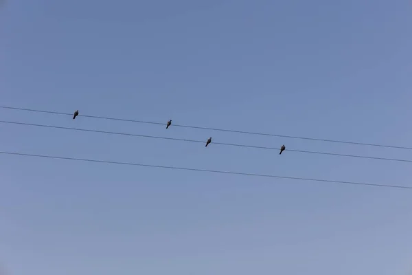 4羽のハトが電話線に座って — ストック写真