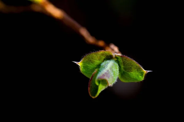 暗い背景に枝の上に葉の選択的な焦点 — ストック写真