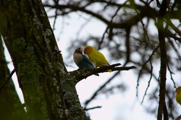 Kısa Bir Ağaç Dalına Tünemiş Muhabbet Kuşlarının Yakın Görüntüsü — Stok fotoğraf
