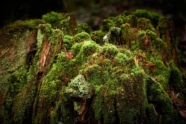 苔で覆われた壊れた木の切り株の閉鎖ショット — ストック写真