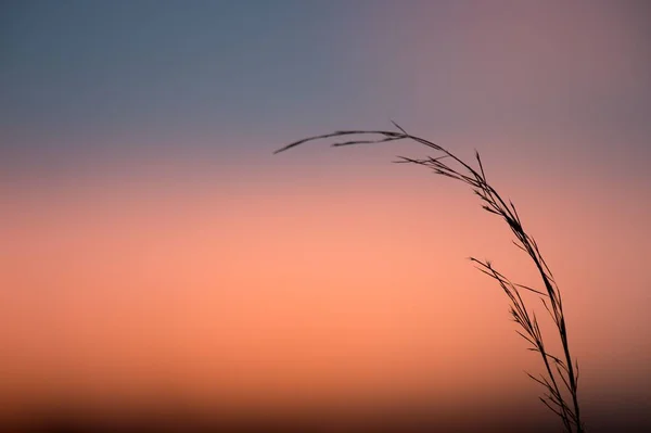Ett Gräs Bakgrunden Den Rosa Mjuka Himlen Vid Solnedgången — Stockfoto